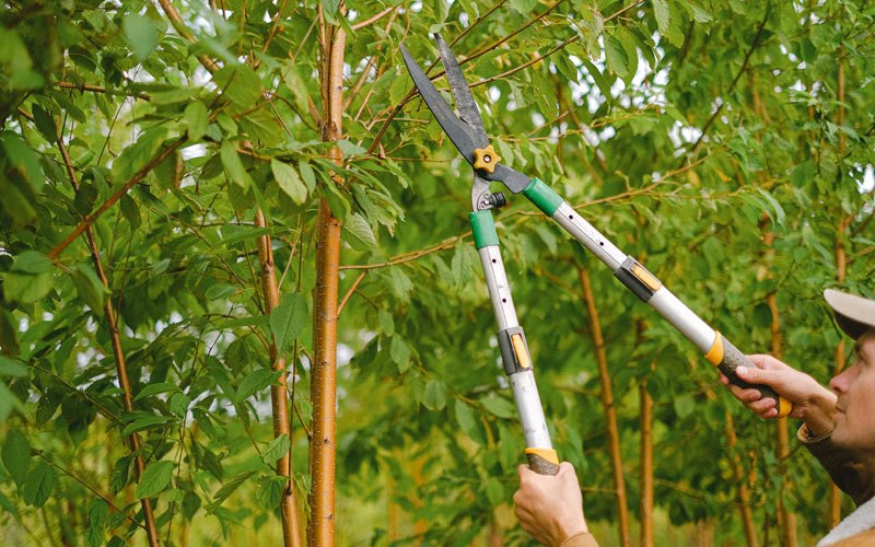 Tree trimming in Marrowbone, KY